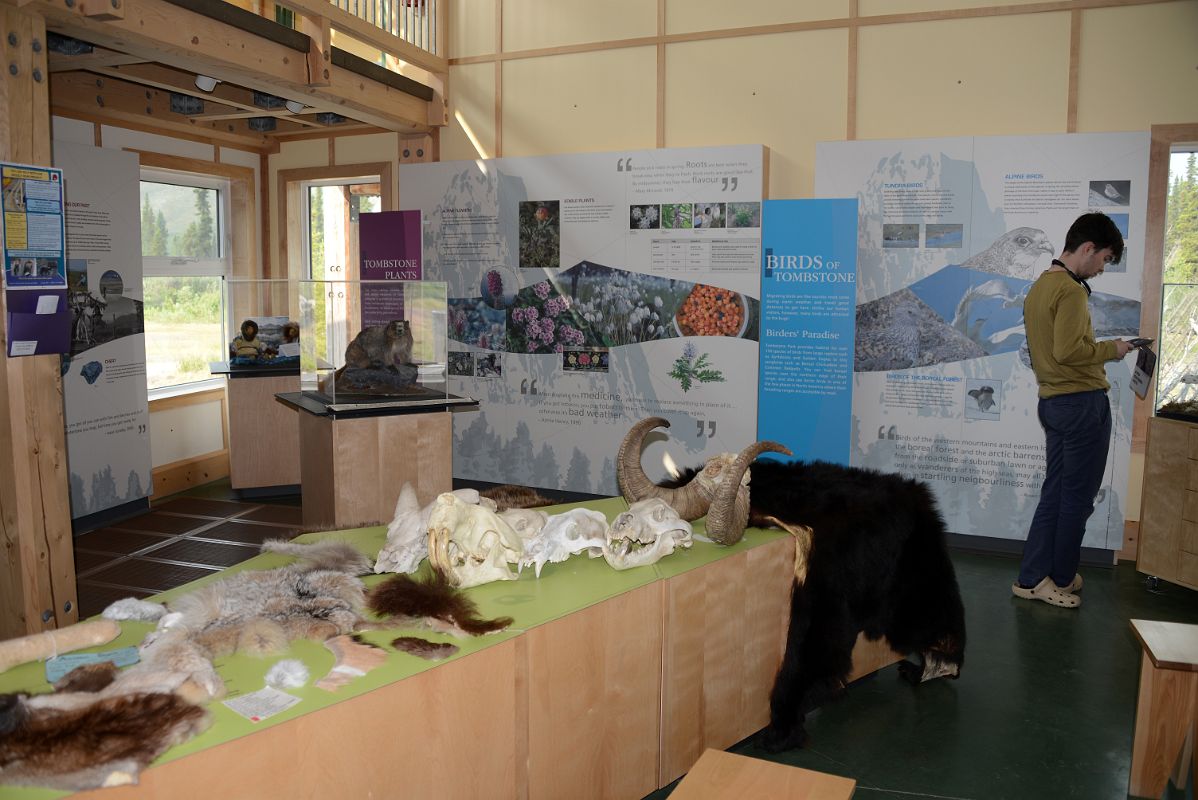 05B Plants, Birds And Animal Fur And Bones Display At Tombstone Interpretive Centre In Tombstone Park Yukon